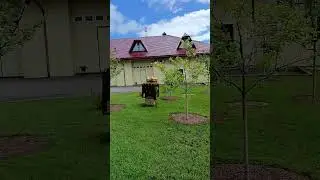 Яблони на территории Спа-Отеля 