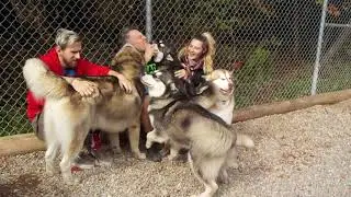 Malamute Heaven