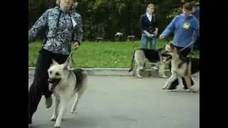 MOV04517.AVI Сравнение