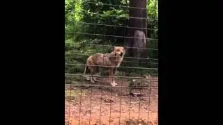 How does the wolf cry at Zarnest