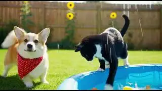 Cute Animal Compilation: Arctic fox & Cat Friendship