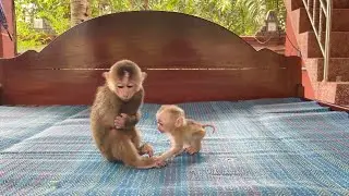 Why TanTan Always Deny To Play With Poor Baby A Tong Like This..?