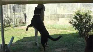 Kangaroo vs dog fight - australia