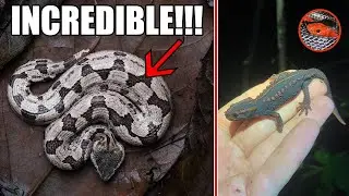 СУПЕР РЕДКАЯ БЕЛАЯ ЯМЗЫЧНАЯ ГАДЮКА В ТАИЛАНДЕ??!!!
