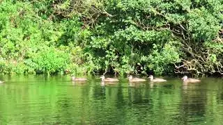 20210816 KROONEENDEN (RED-CRESTED POCHARD)