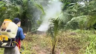 1 year old coconut palm tree spraying insecticide