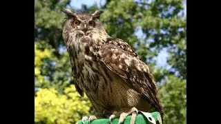 Eurasian eagle-owl 1h bird sound