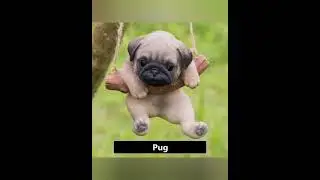 Top 10 Dog breeds according to people's choice and popularity. #top10 #top10dogs #topnewstoday