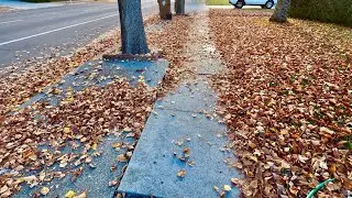 Massive Leaf Clean Up.