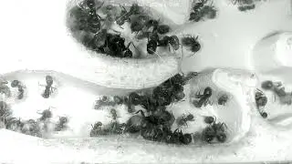 🐜 Nest, Day 1922 #2, Messor Barbarus Ant Farm Video Diary
