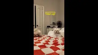 Last Call For Playtime! #puppy #maxxandrooby #snobby #pets #doglife #sweetyandmax #snooby