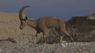 IL CAPRO E LA CAPRA #Capro #DocumentarioStorico #Simbolismo #StoriaAntica #Natura #CulturaAntica