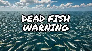 What Are Millions of DEAD Fish Telling Us About Our Oceans?