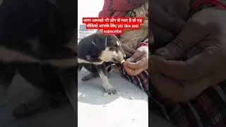 अगर आपको भी डॉग से प्यार है तो यह वीडियो आपके लिए #youtubeshorts #shorts #ytshorts #viralshort