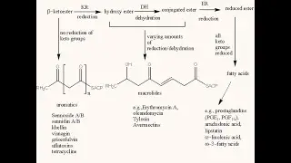 Acetate Pathway l Chemistry of Natural Products I Structural description(Fatty acid Synthesis)