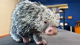 Porcupine Loves To Get Pet