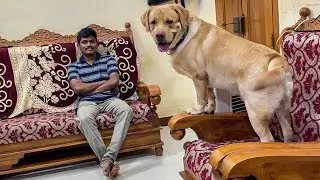 Labrador Retriever tortures his human without knowing the Rainy situation outside | Little John |
