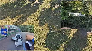 DRONE LOCALIZANDO GADO NO PASTO! -virou ferramenta de trabalho.