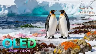 Penguins in Extreme Cold Beauty | 16K HDR 240fps Dolby Vision
