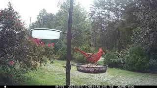Trail Cam: A Day of Cardinals