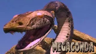 Megaconda 2010 Video Musical