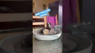 Cockatiel drinks bath water with shower on | #shorts #cockatiel #parrot