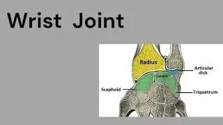 Wrist joint