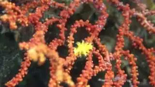 スミレコボレバケボリ Dentiovula eizoi (Azuma＆Cate,1973)