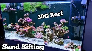 30G Reef Tank | Sand cleaning