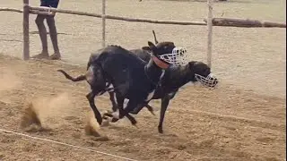 Speed Dog Running racing 
