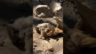 Meerkats.exe has stopped working 🦦🚫 The most awkward family reunion you'll see today!#meerkats