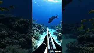 Spearfishing Adventure | Catching Big Fish in the Ocean #4kwildlife #fishingadventure #fishing