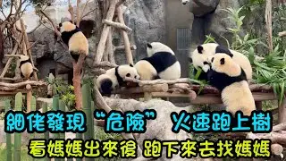 11月19日  家姐細佬被突然打開的瀑布嚇到，細佬自己逃跑上樹，媽咪出來後細佬趕緊下來找媽媽#熊貓家姐細佬 #熊貓加加得得 #panda