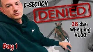 Breeding Dogs: the RAW truth! 28-day all access whelping vlog! C-sections secrets! DAY1 TIPS&TRICKS