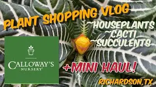 232:🍃Plant Shopping VLOG! | Calloway's Nursery, Richardson, TX | + Mini Cacti & Succulent Haul🌵