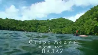 Jellyfish Lake. Озеро медуз Палау.