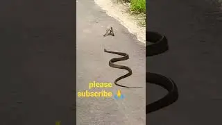 #snack#frog#shorts#video