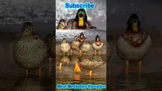 Nature - Ducks - Mediation - Relaxing - Family Time - Sleep Music #short #healing #meditate