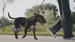 5 Tips to Stop Your Dog Pulling on Walks: A Step by Step Guide