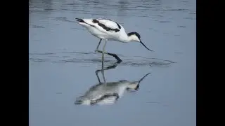RSPB Ipswich Local Groups Presents - A Winter Walk Along The River Orwell