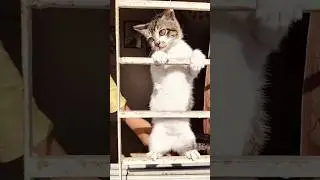 Try Not To Laugh 😹 | Funny Cat Videos 2026#cats #cute #funnycat #kitten