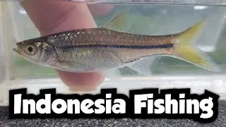 Fishing Palm Plantations on Sumatra | Part 1 | Indonesia Fishing 🇮🇩