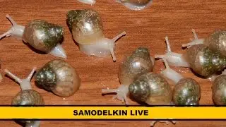 SAMODELKIN LIVE 3. Ахатинки