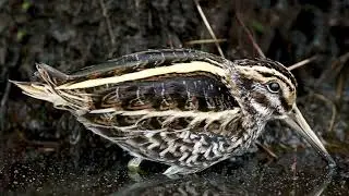 Jack snipe call  /  Flush #birds #nature #avian