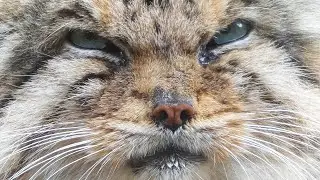 ボルのでっかい顔を堪能する日【マヌルネコ】