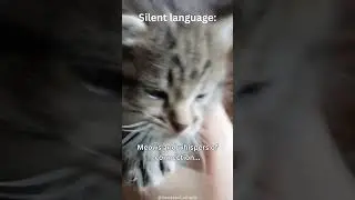 Feline Fortune Cookies: Silent Language #shorts #cat #subscribe