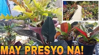 FOR SALE NA.. PLANTS NATIN ! #plants #vlog # selling #garden #plantitosandplantitas