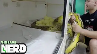 Platinum Sunfire Reticulated Python on Eggs, Josh pull them for incubation.