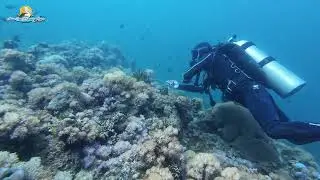 Scuba Diving in Bauan, Batangas, Philippines