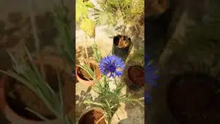 Centauria cyanus (Asteraceae family)
